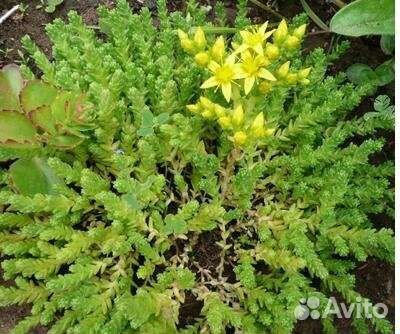 Очиток едкий