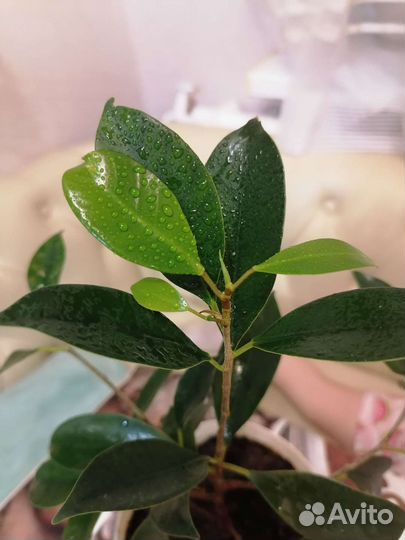 Фикус бенджамина