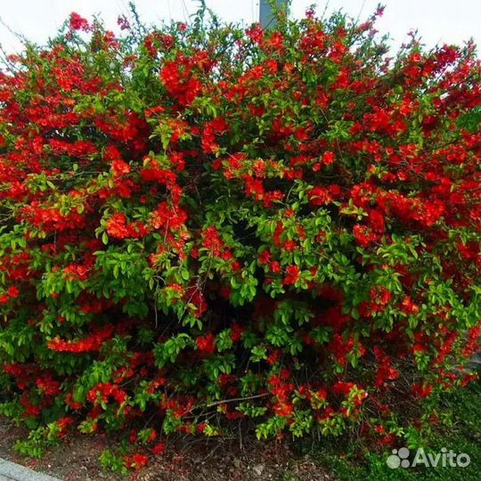 Айва японская (хеномелес) магония падуболистная