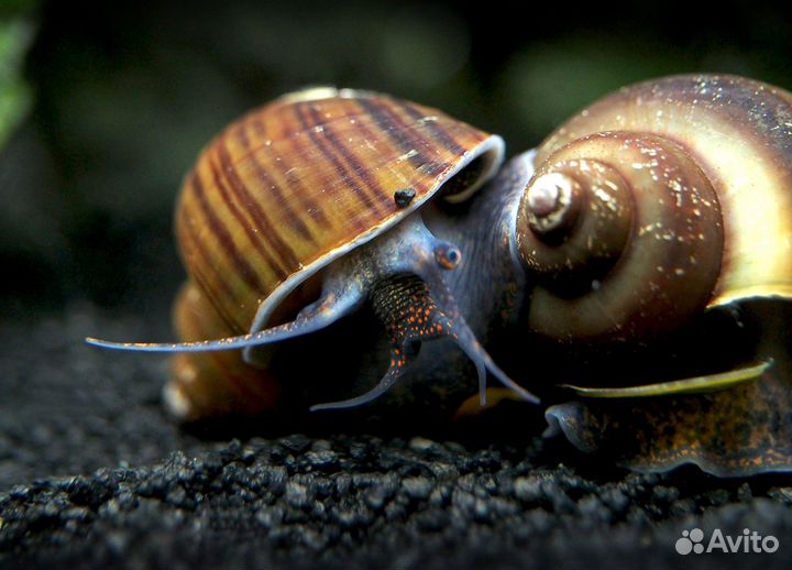 Улитки аквариумные