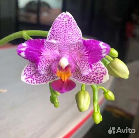 Орхидея Hualien Pink Galaxy '272' peloric