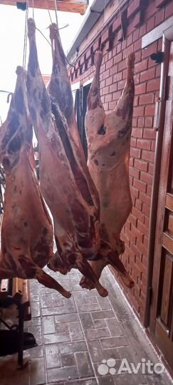 Мясо баранина