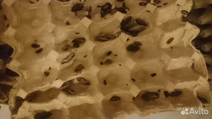 Кормовые тараканы