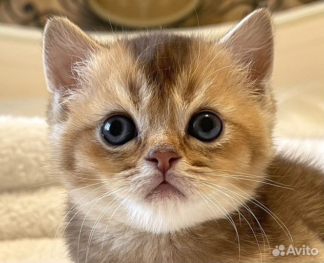 Фолды и страйты Шотландские котята