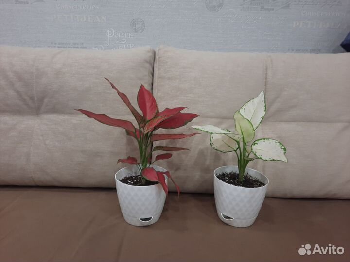 Аглаонема сортовая