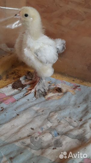Цыплята порода Брама светлая Колумбийская