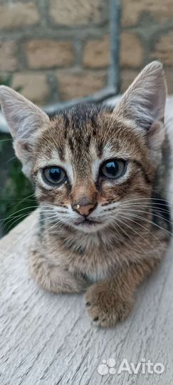 Кошка в дар бесплатно