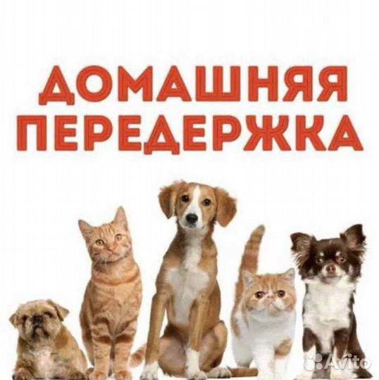 Передержка животных