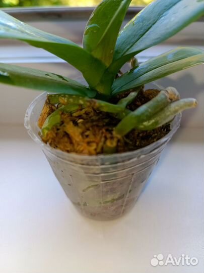 Орхидея фаленопсис биг лип