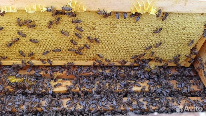 Липовый мед, мёд майский Доставка