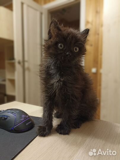 Абсолютно чёрный котёнок