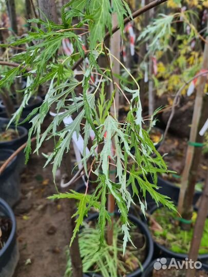 Клен серебристый Лациниатум Виери