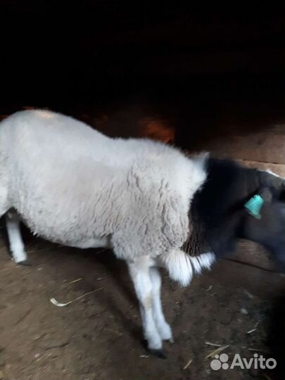 Девочки и мальчик долпер