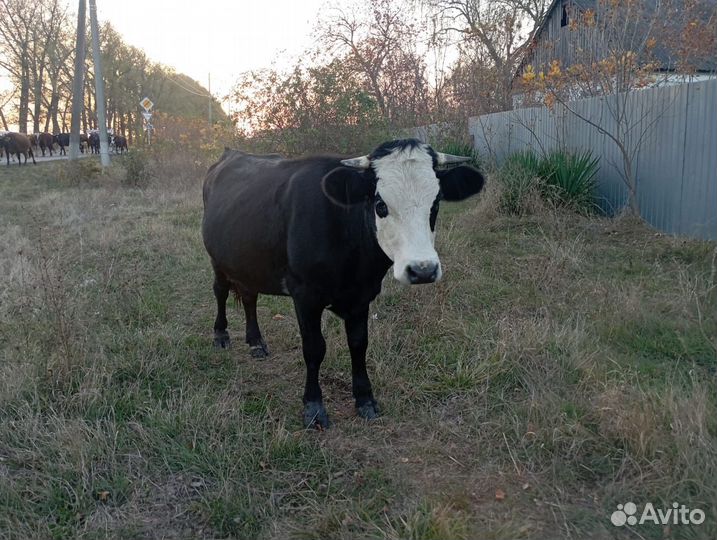 Первотелки