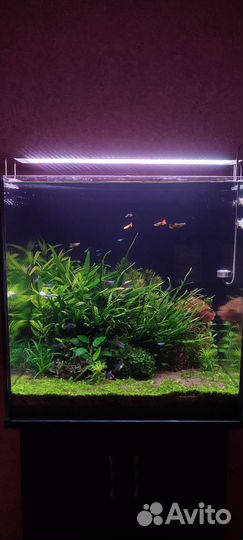Аквариум 200л