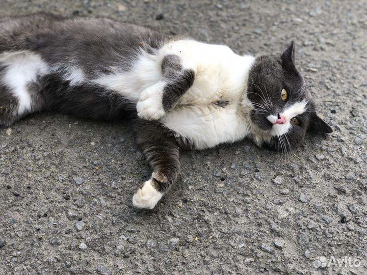 Отдам кота в добрые руки
