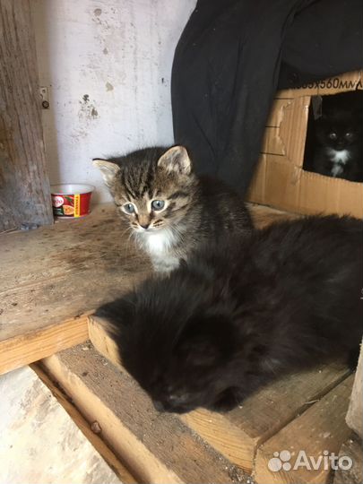 Котята в добрые руки