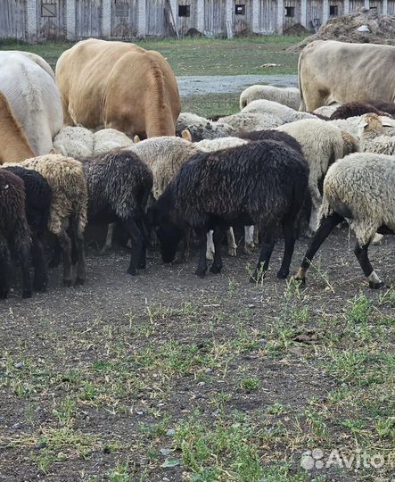 Бараны, Телки