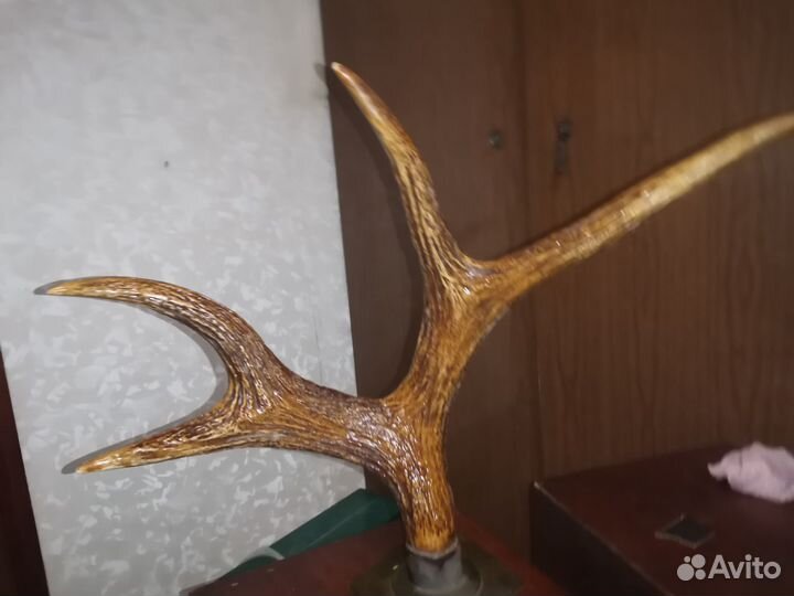 Рога косули