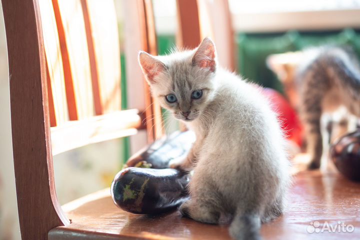 Котята в добрые руки