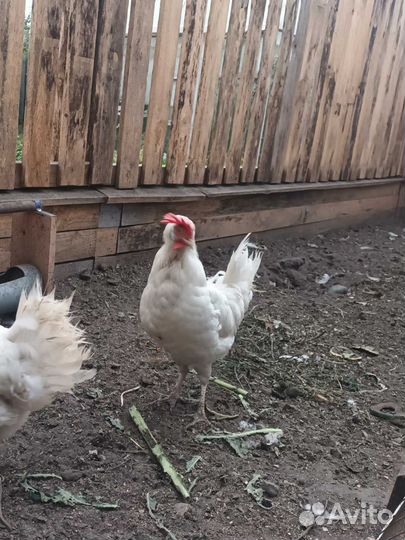 Куры, молодки