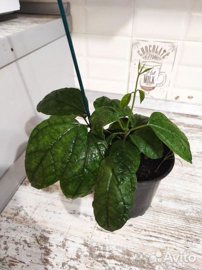 Клеродендрум томпсон