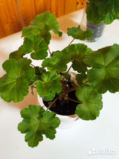 Пеларгония герань сортовая