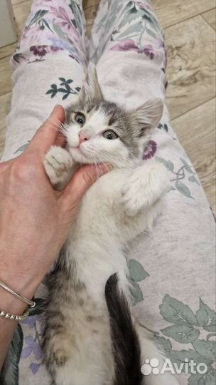 Особенный кот Гоша