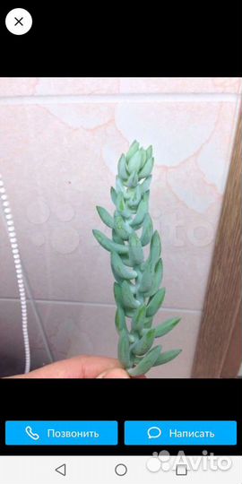 Очиток Моргана