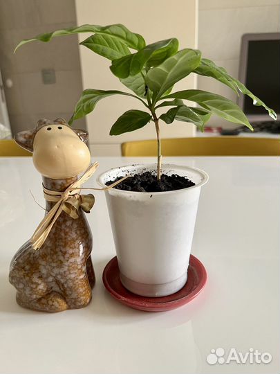 Цветок комнатный Кофе арабика