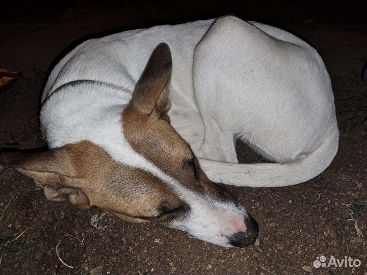 Собаки бесплатно