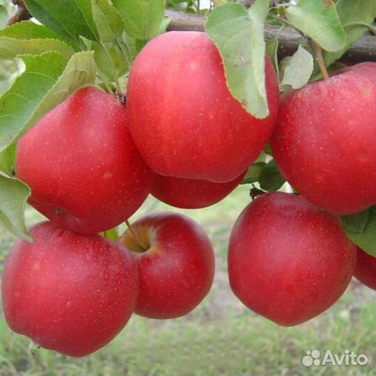 Саженцы яблони Гала