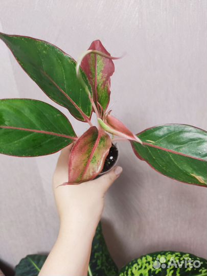 Аглаонема Crete