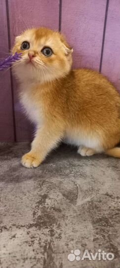 Шотландские котята золотая шиншилла