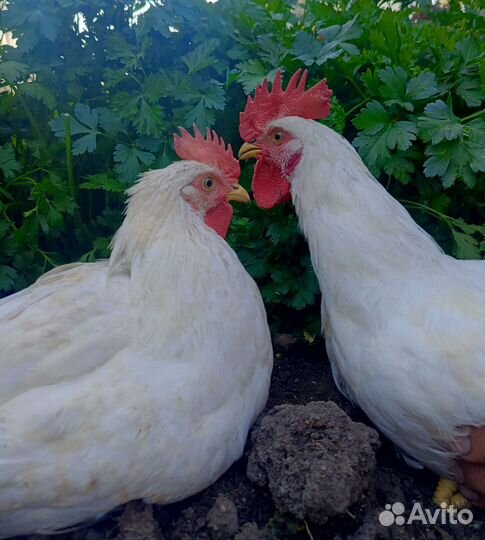 Петухи