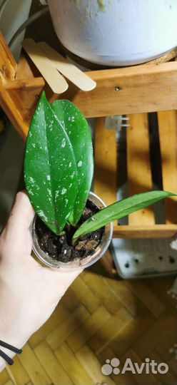 Хойя пубикаликс и плющ Хедера