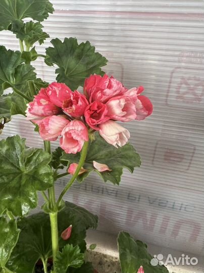 Герань сортовая