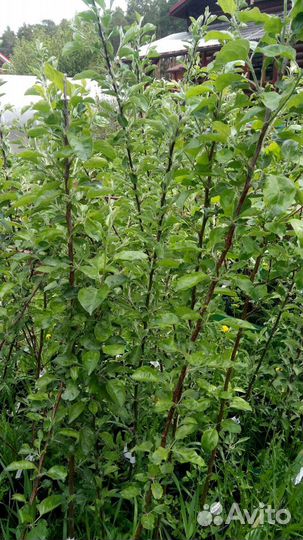 Яблоня саженцы в ассортименте