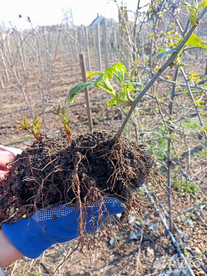 Продам ежевику сорт Натчез