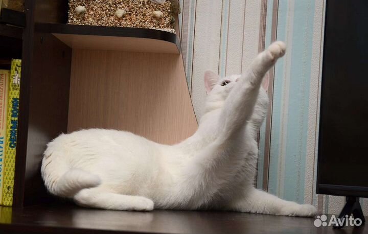 Кот Белыч- белый кот