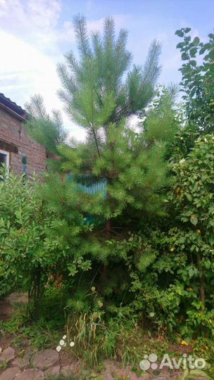 Сосна живая