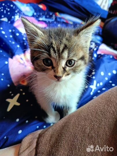 Котенок девочка в добрые руки