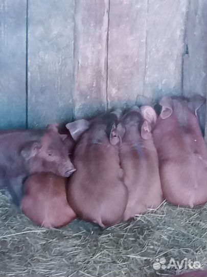 Продаю поросят породы Дюрок