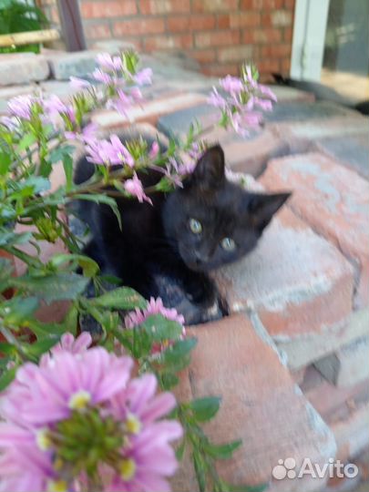 Кошка в дар бесплатно