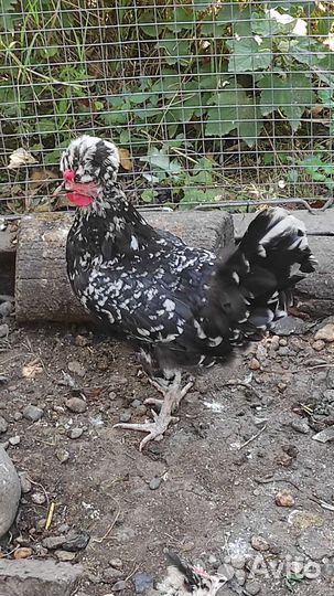 Китайская королевская курочка, соберу И/Я