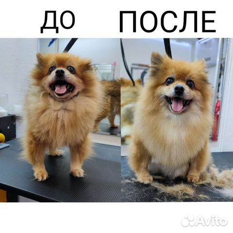 Стрижка собак и кошек Самара