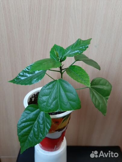Комнатные растения(диффенбахия, гибискус)