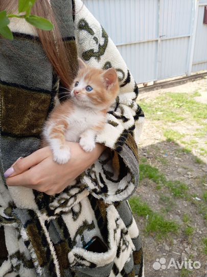 Кошечки в добрые руки