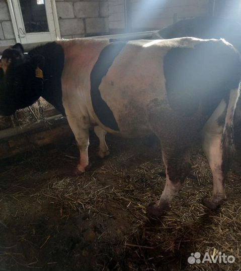 Телята бычки