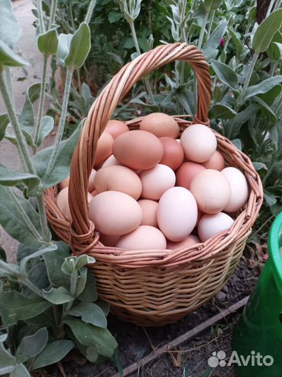 Домашние куриные яйца